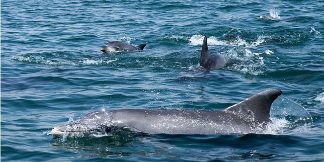 Bay of Dolphins