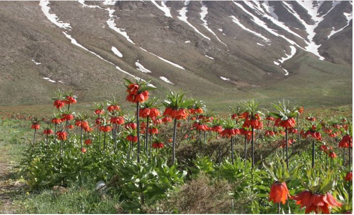 Plain of Overturned Tulips (Fritillaria)