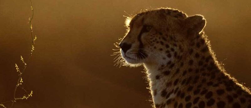 Turan Protected Area