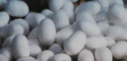 Sericulture and traditional production of silk for weaving
