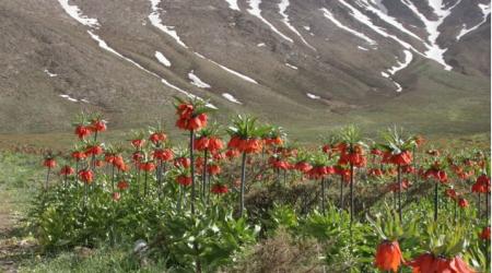 Plain of Overturned Tulips (Fritillaria)