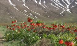 Plain of Overturned Tulips (Fritillaria)