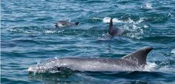Bay of Dolphins
