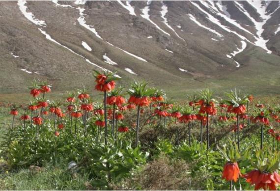 Plain of Overturned Tulips (Fritillaria)