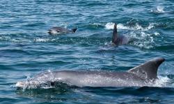 Bay of Dolphins