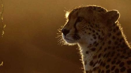 Turan Protected Area