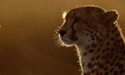 Turan Protected Area