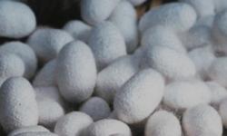 Sericulture and traditional production of silk for weaving